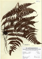 藏品(逆鱗鱗毛蕨)的圖片